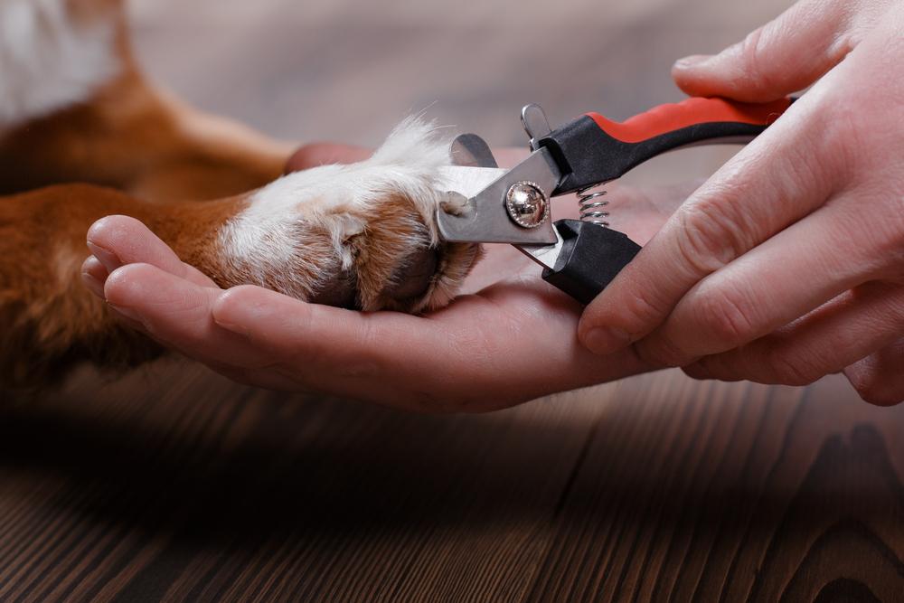 Что делать если подстригая когти собаке вы порезали пульпу