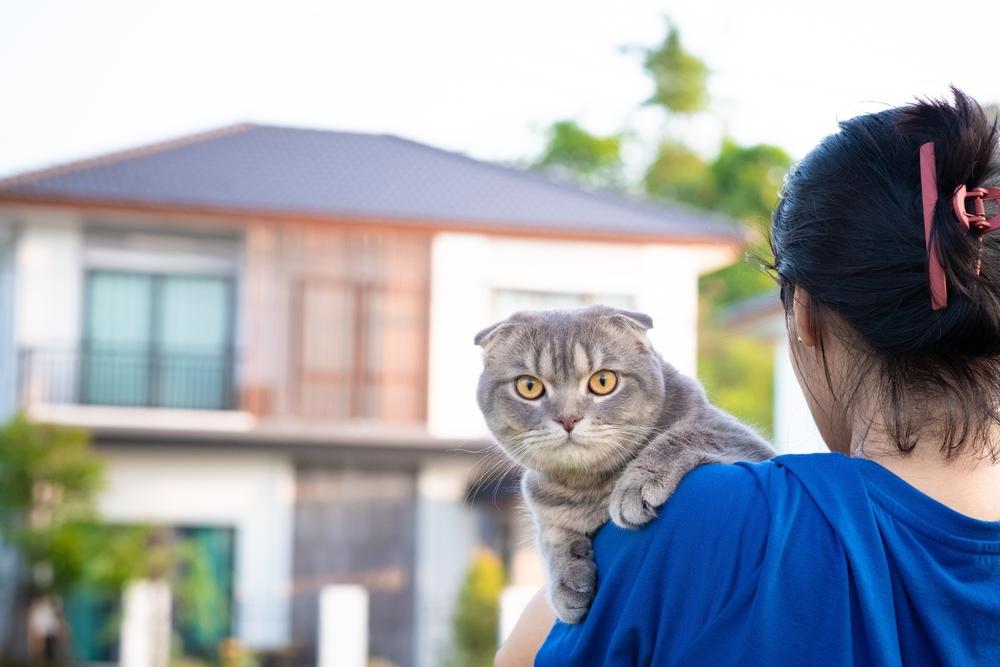 Как выбрать котенка шотландской вислоухой кошки