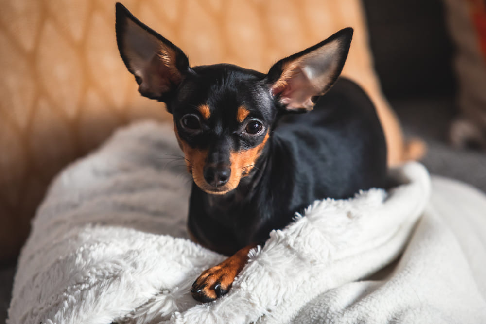 Болезни той-терьеров можно профилактировать