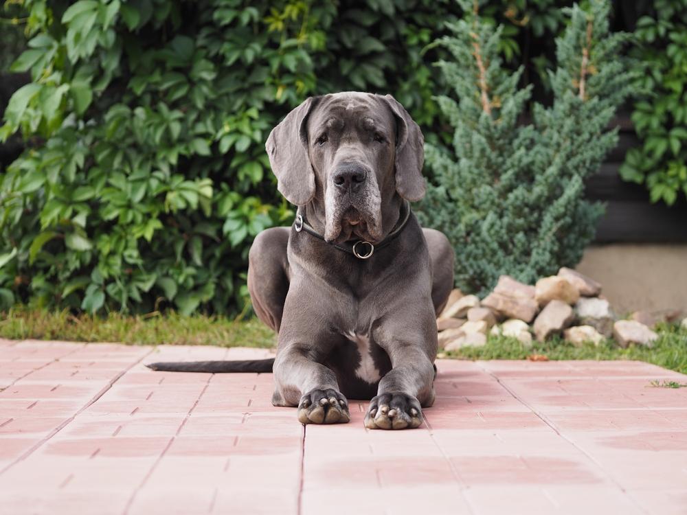 Все породы собак из группы молоссов