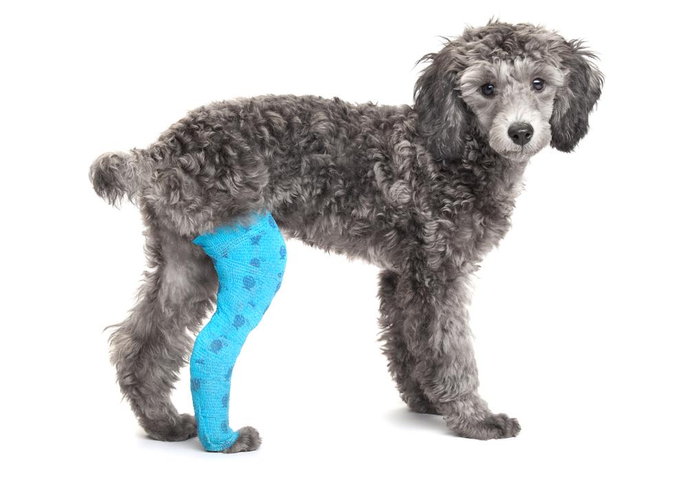 Первая помощь собаке в условиях дома при переломе Первая помощь собаке в условиях дома при переломе