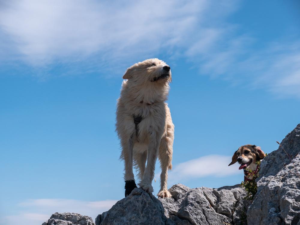 Содержание баскской овчарки 