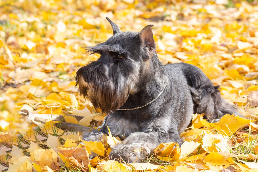 Во время течки у цвергшнауцера могут возникать нарушения