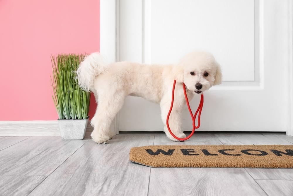 Можно ли научить собаку проситься в туалет