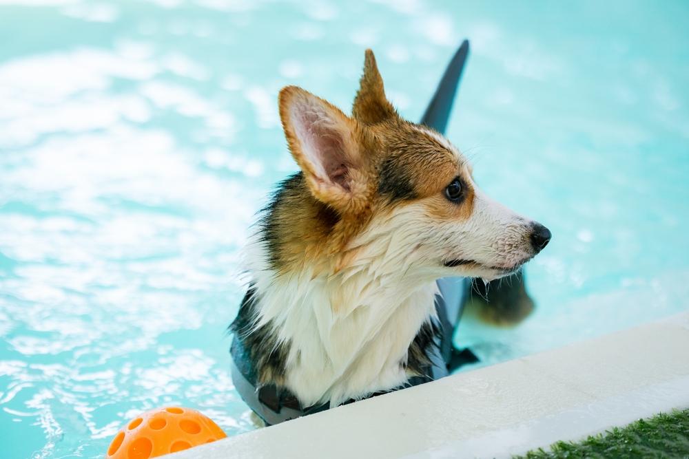 Что делать владельцу, если корги стал злым?