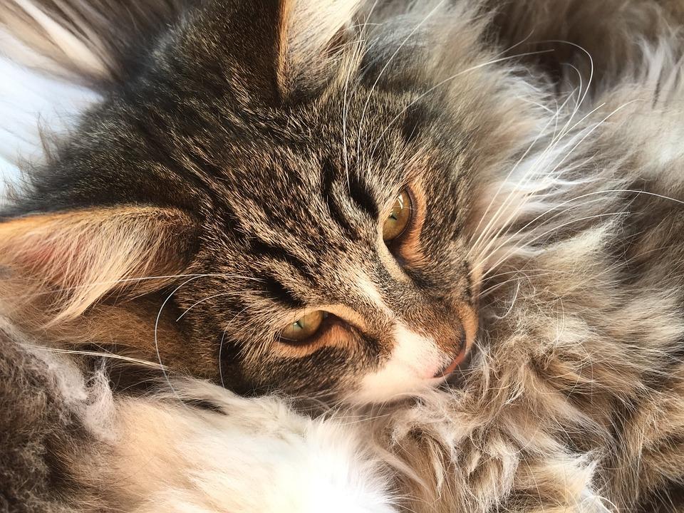 Уход за норвежской лесной кошкой