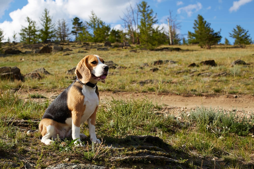 Некоторые болезни биглей влияют на работу суставов