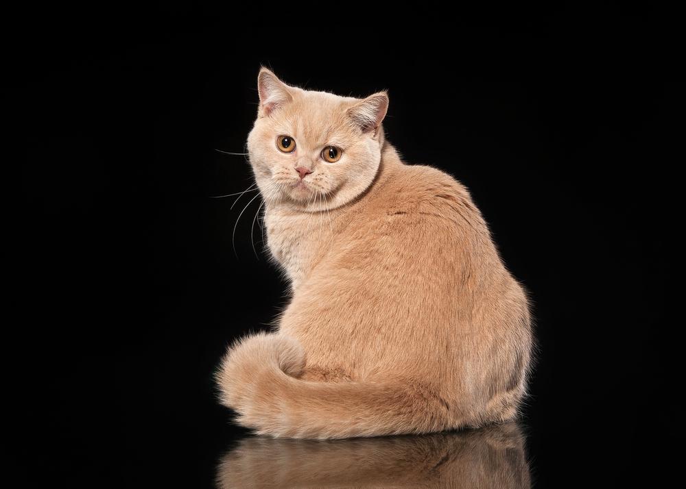 Самые необычные однотонные расцветки кошек: абрикосовый Самые необычные однотонные расцветки кошек: абрикосовый