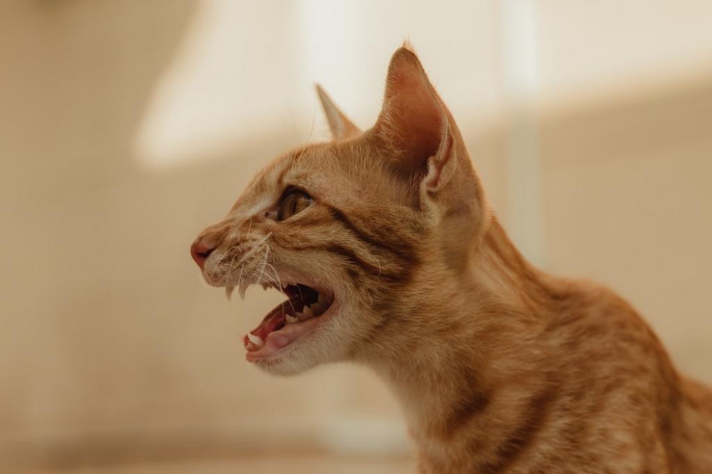 Звуки злых котов слушать. Дыхание кошки. Angry Cat. Orange Cat agressive. Realistic Cat Sounds.