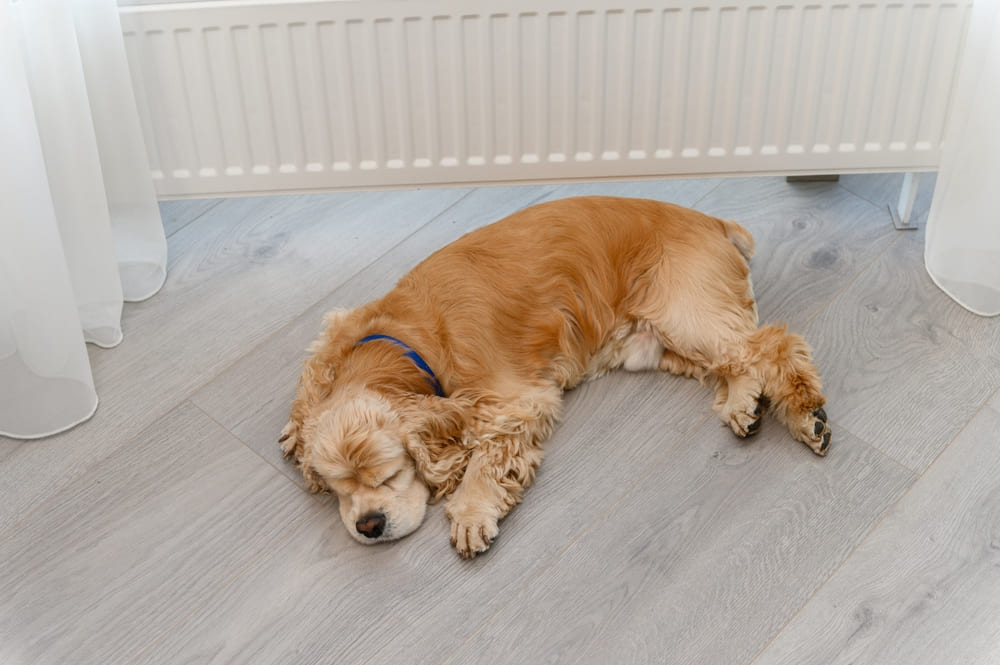 Американского кокер-спаниеля нужно воспитывать и обучать командам