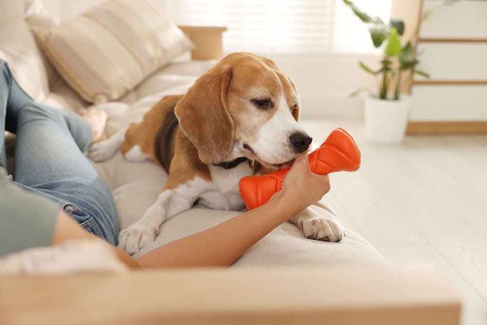 Течка у бигля проходит циклично