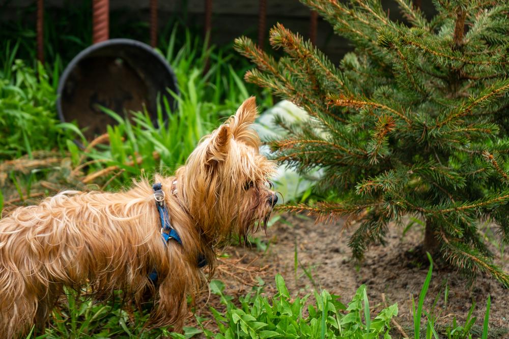 Особенности кормления и рацион голдаст-йорка