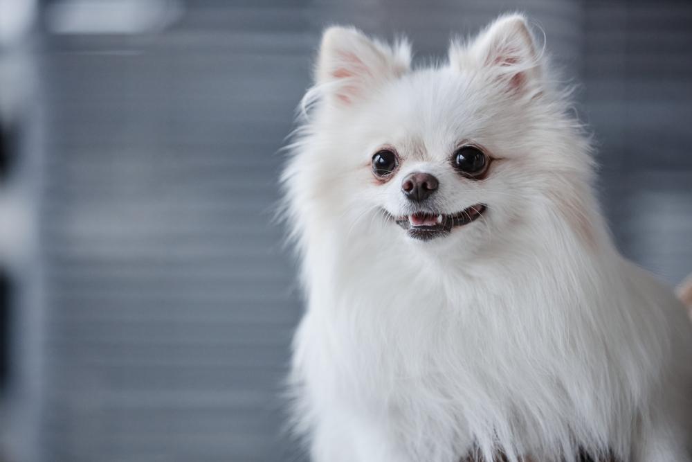 Умный белый померанский шпиц