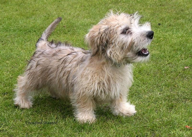 Рабочие норные породы собак: глен-оф-Имаал-терьер