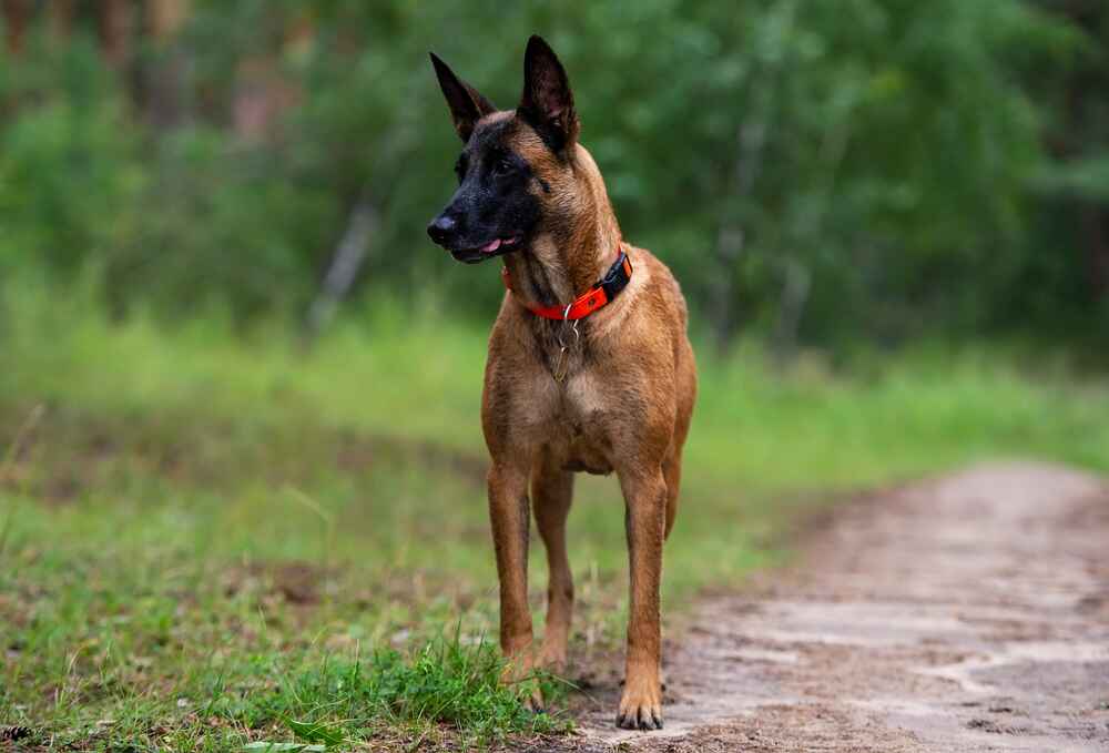 Здоровье влияет на то, сколько живут бельгийские овчарки