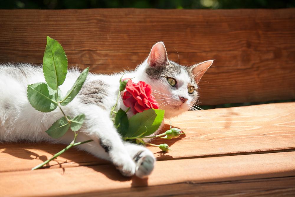 Стоит ли заводить котенка-метиса? Стоит ли заводить котенка-метиса?