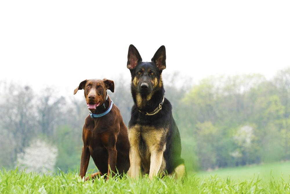 Как относится к владельцу доберман и немецкая овчарка?