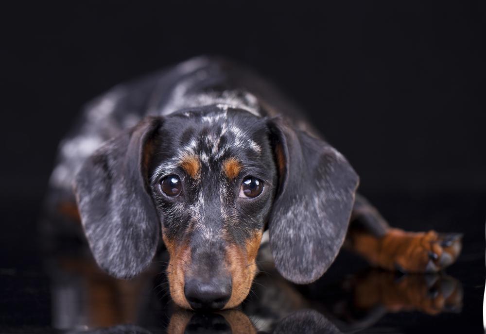 Разрешенные окрасы гладкошерстных такс: мерль Разрешенные окрасы гладкошерстных такс: мерль