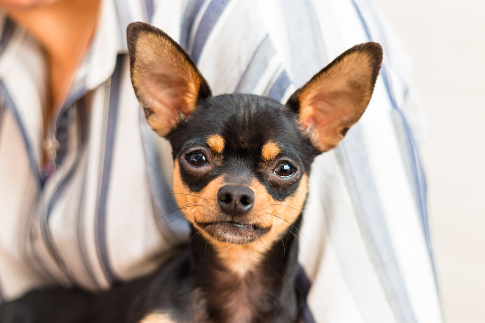 Болезнь той-терьера может проявляться рвотой