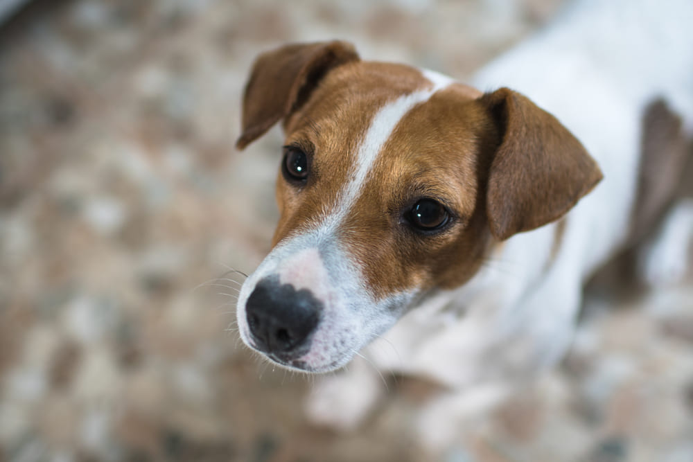 У джек-рассел-терьера может возникать болезнь органов пищеварения
