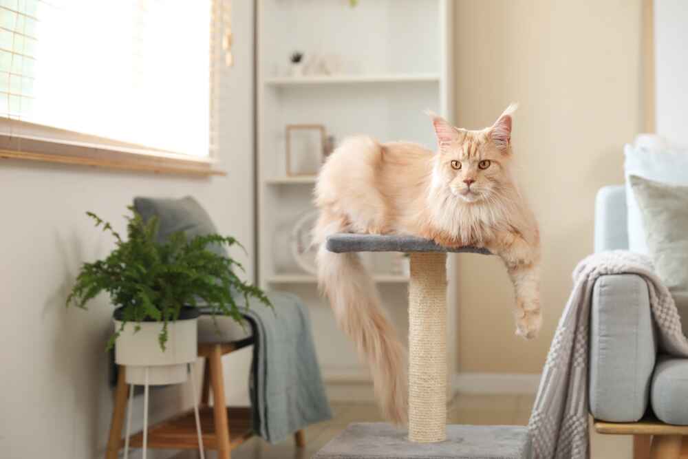 3-4 года – вот до какого возраста могут расти мейн-куны