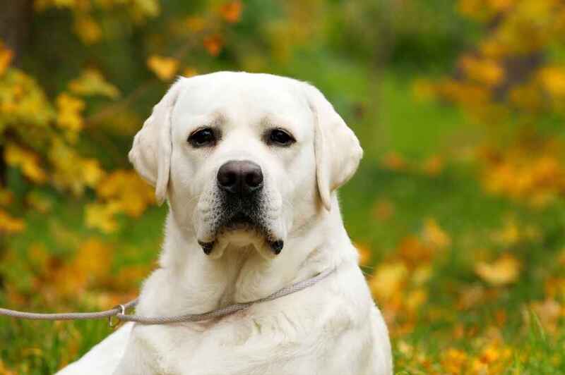 Лабрадор-ретривер внимательно смотрит