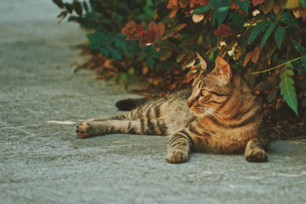 Какие кошки чаще болеют микоплазмозом