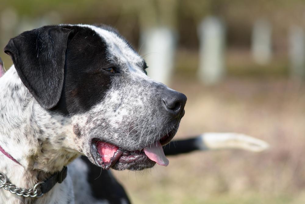 Здоровье и болезни пакистанского мастифа