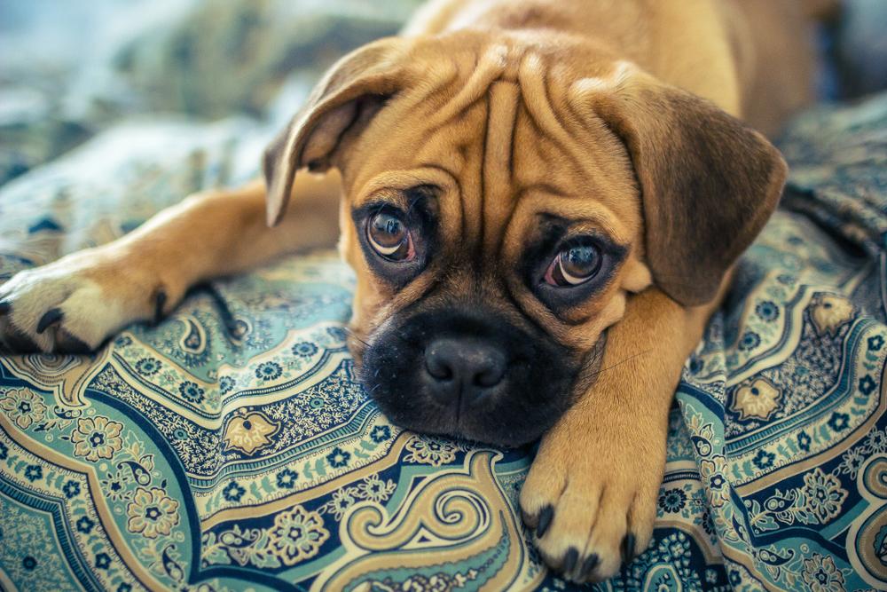 Репродуктивное здорове пагля