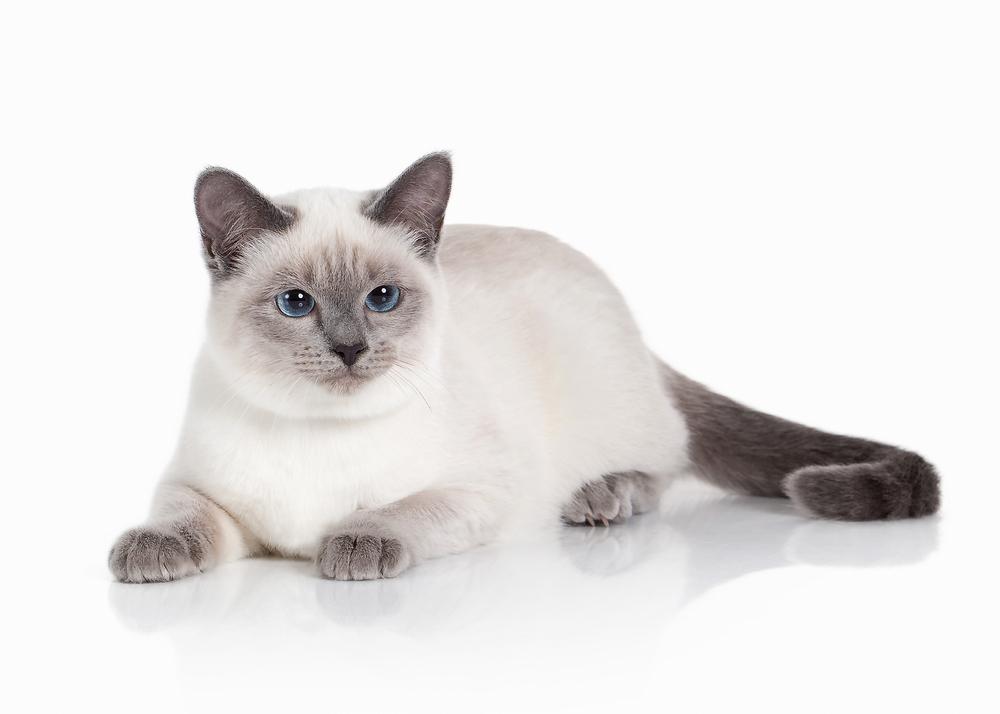 азиатские породы кошек: тайская