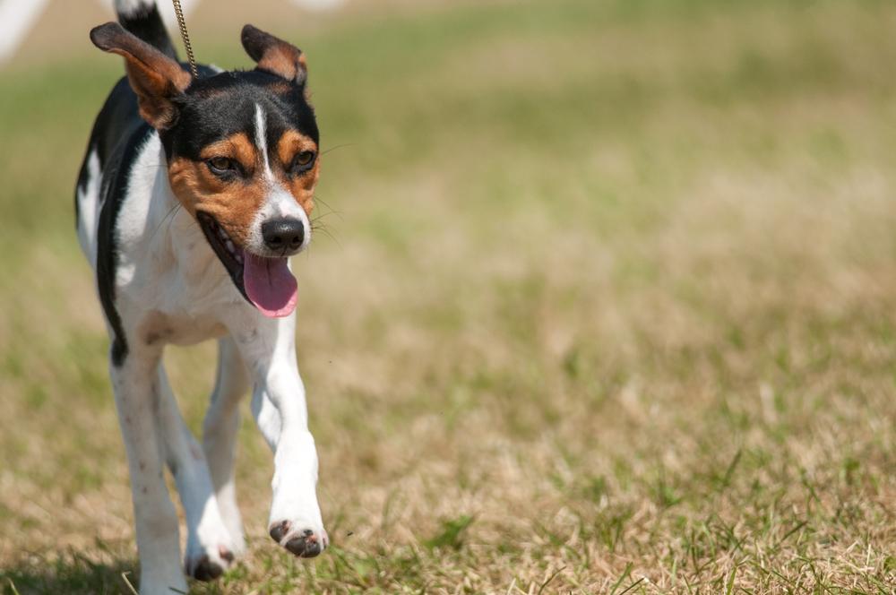 Воспитание рэт-терьера