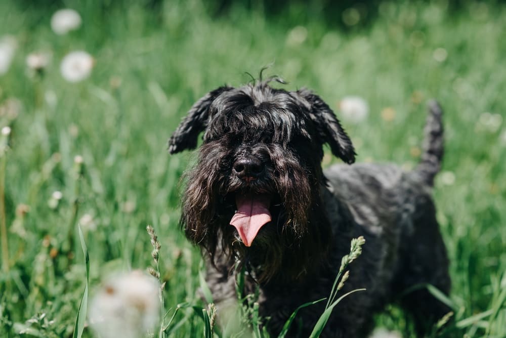 Течка у цвергшнауцера может не начаться вовремя