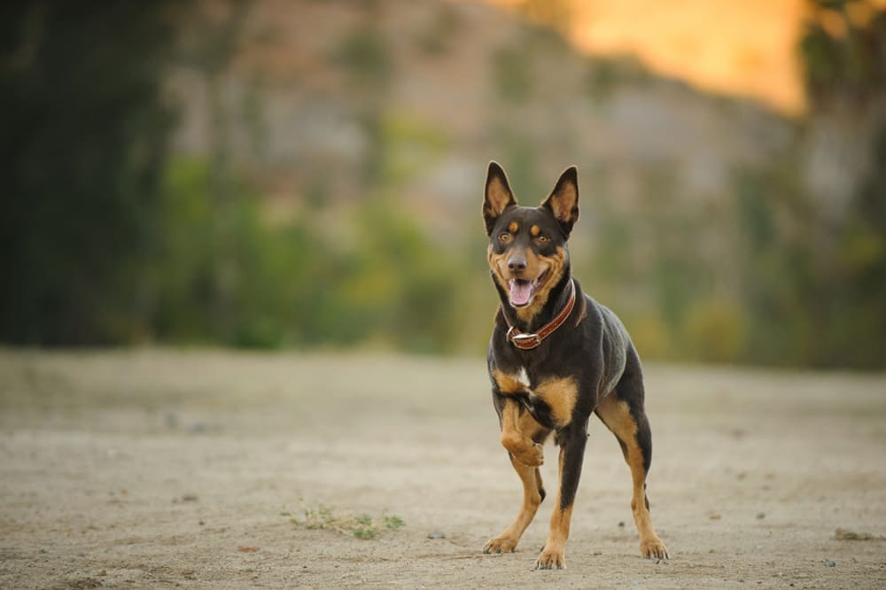 Australian kelpie 