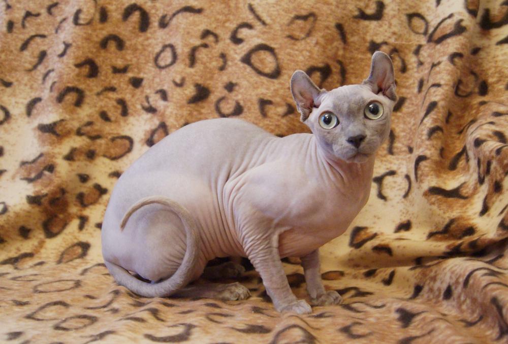 Как выглядит кошка эльф