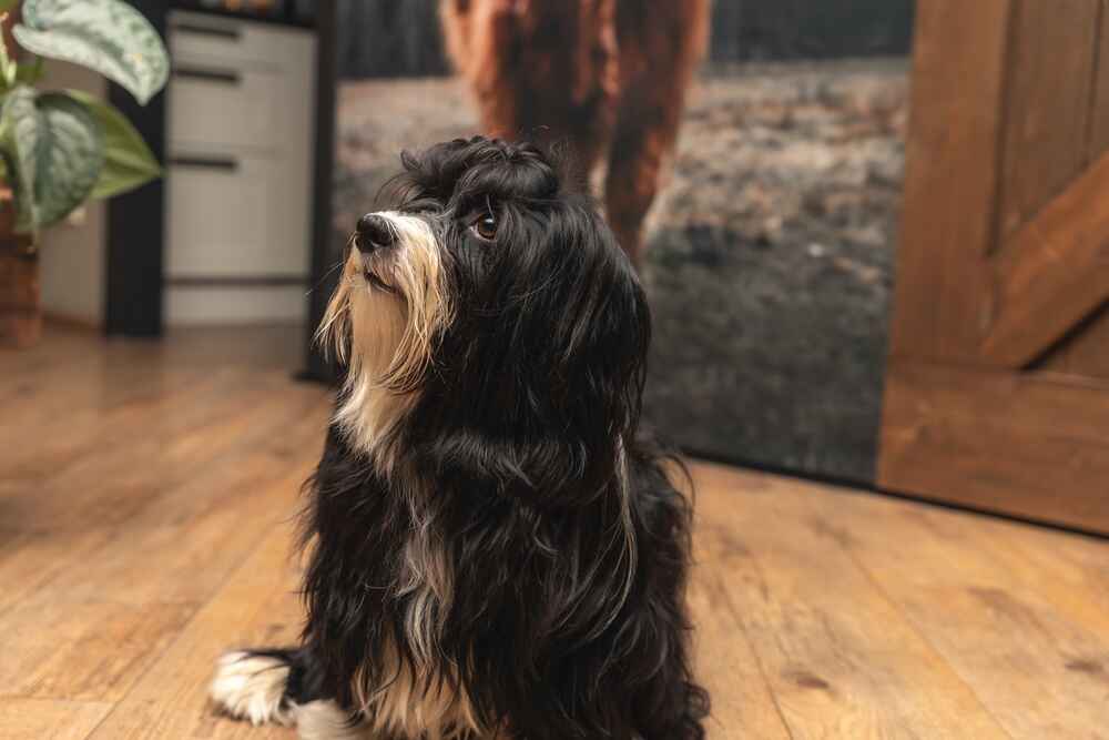 Вязать гаванских бишонов начинают по достижении определенного возраста