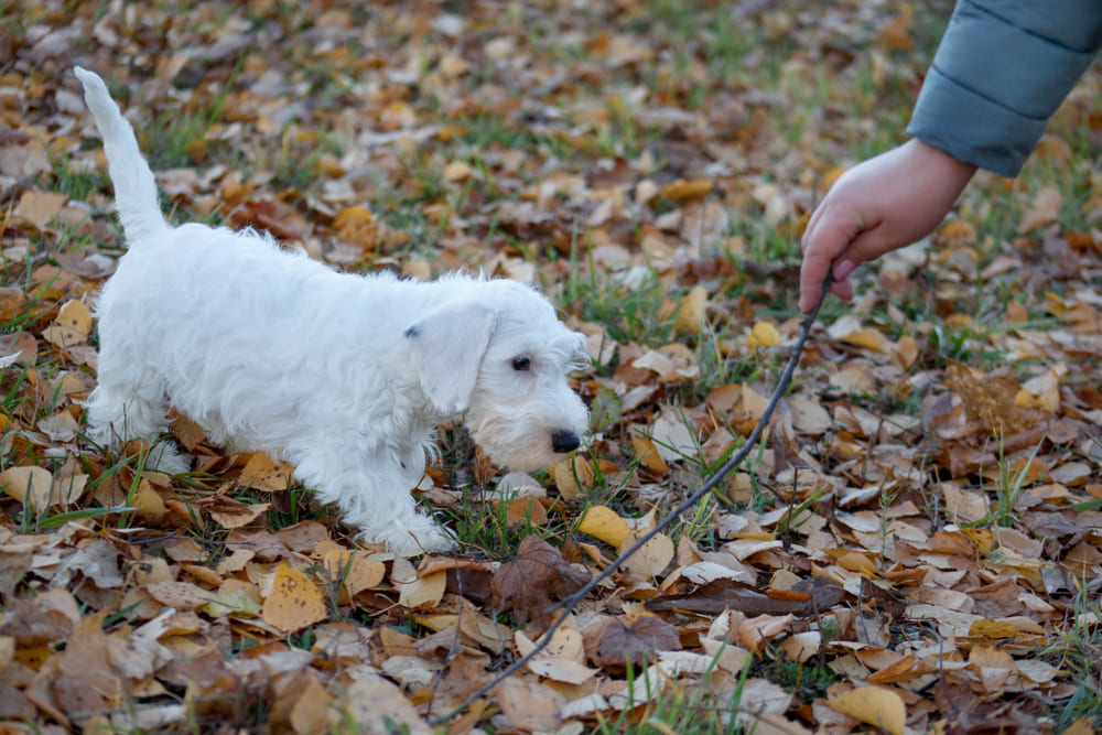 Силихем-терьер отличается дружелюбностью