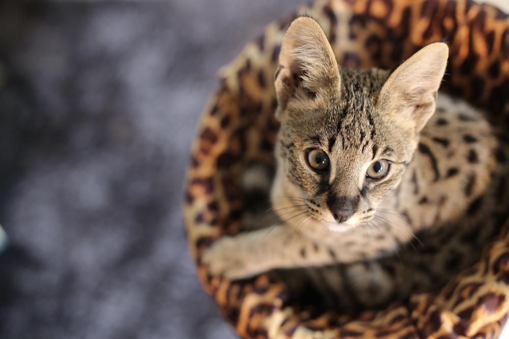 Самые здоровые породы кошек: саванна