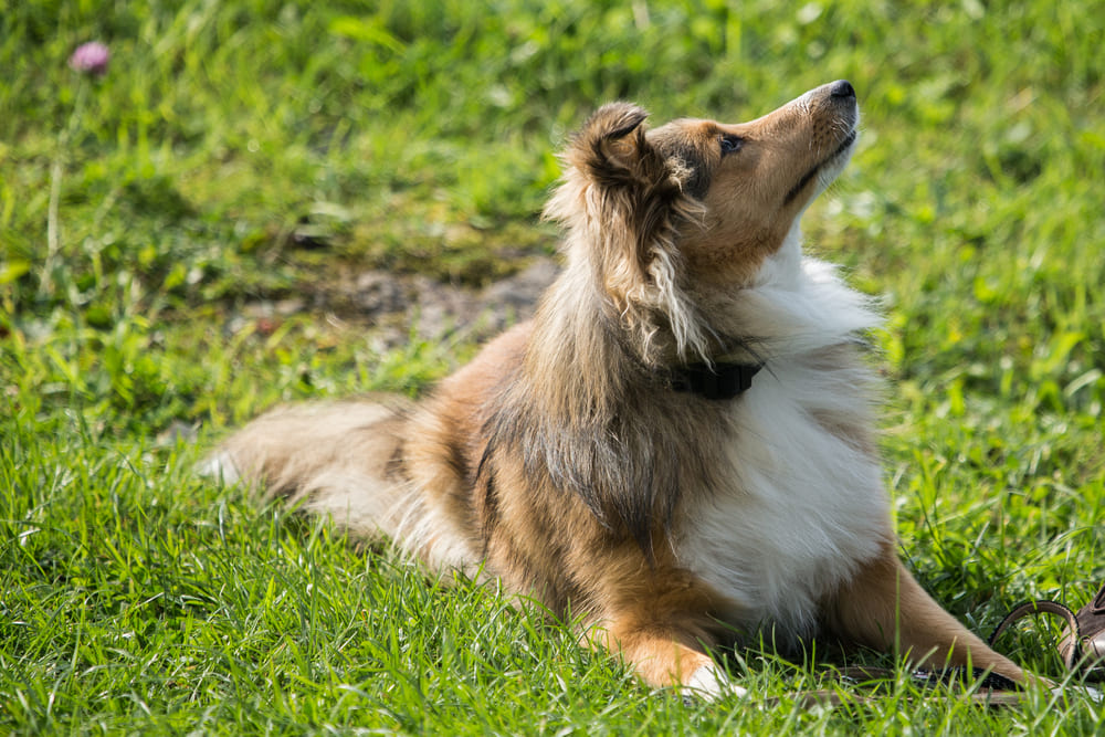 Вес шелти может быть недостаточным