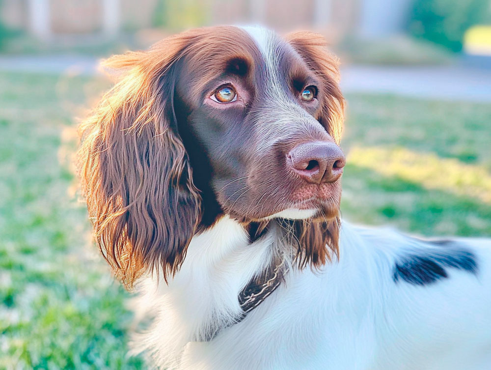 Лангхаары считаются активными собаками