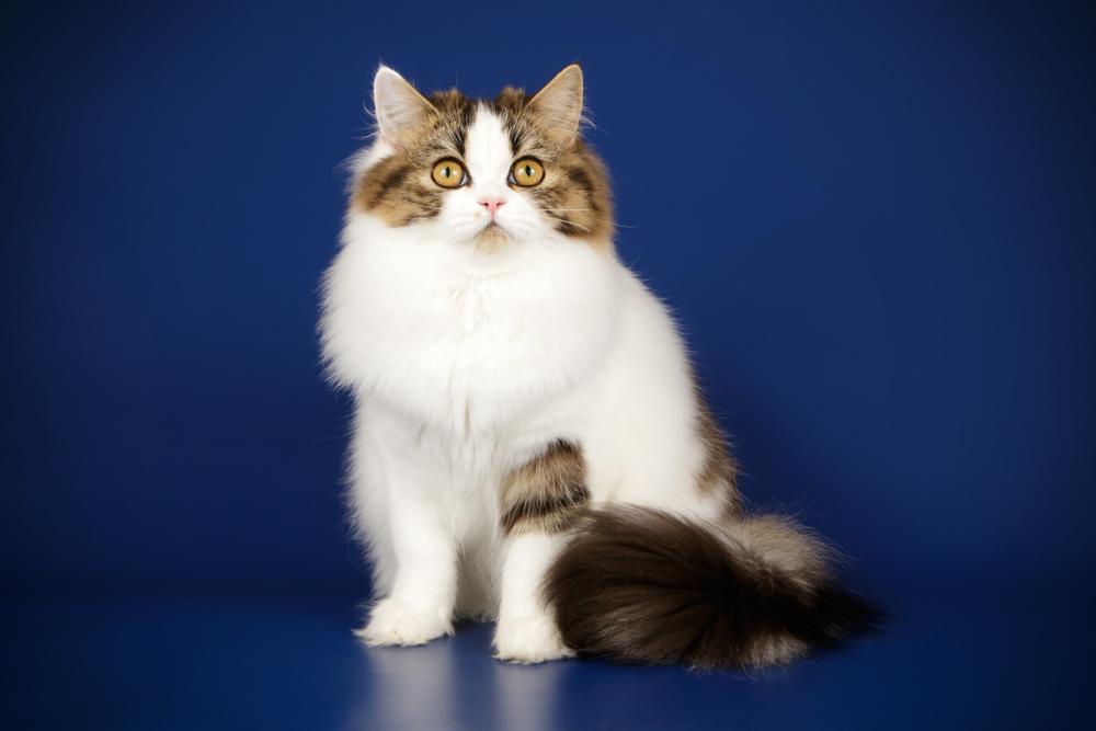 Рацион скоттиш-страйт Рацион скоттиш-страйт