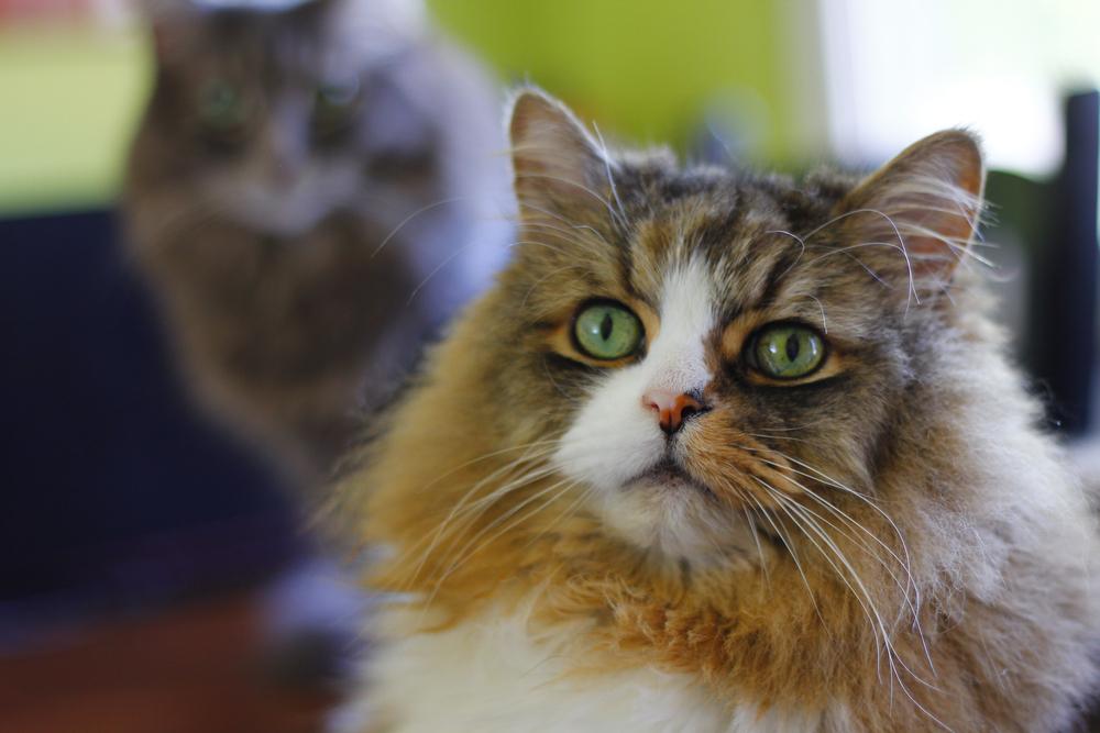 Особенности кормления рагамаффина