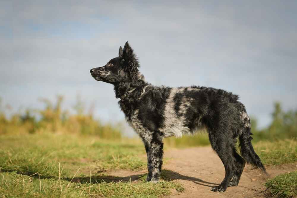 Муди относятся к посторонним настороженно