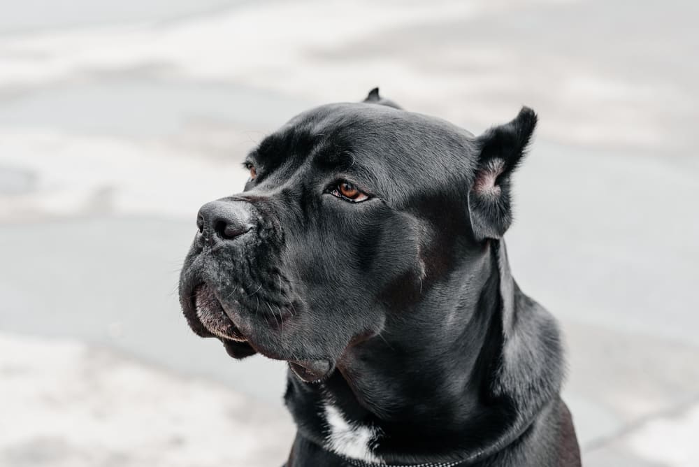 Течка у кане-корсо может проходить в скрытой форме