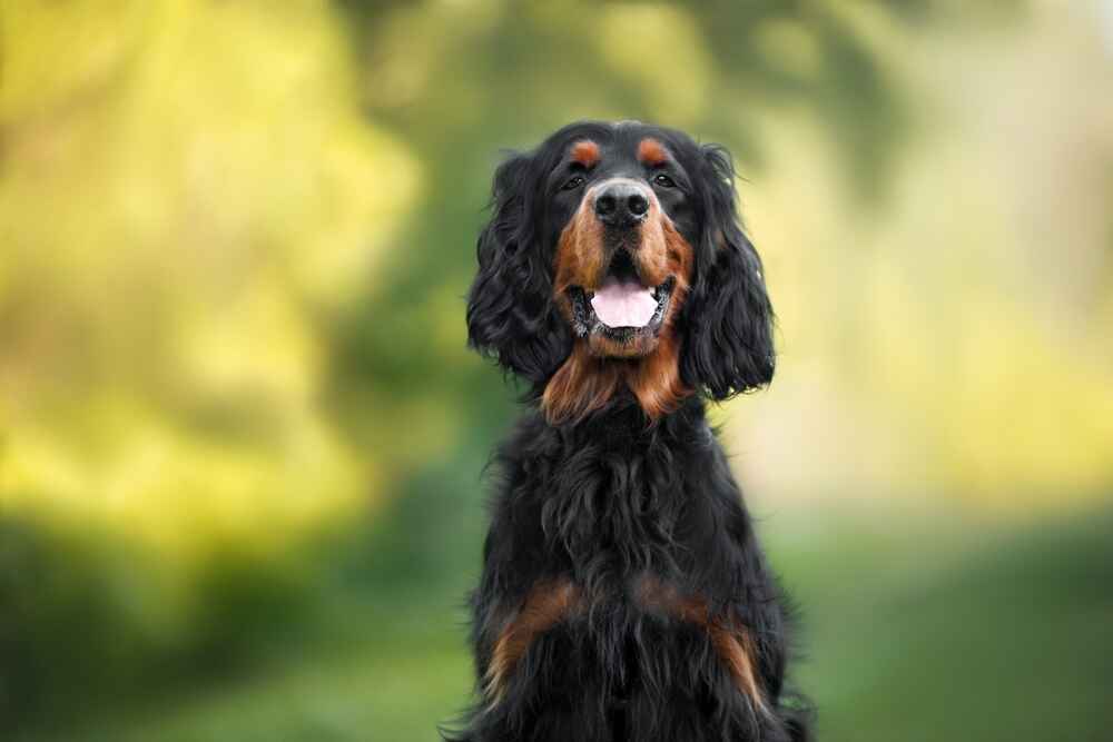 Портрет шотландского сеттера