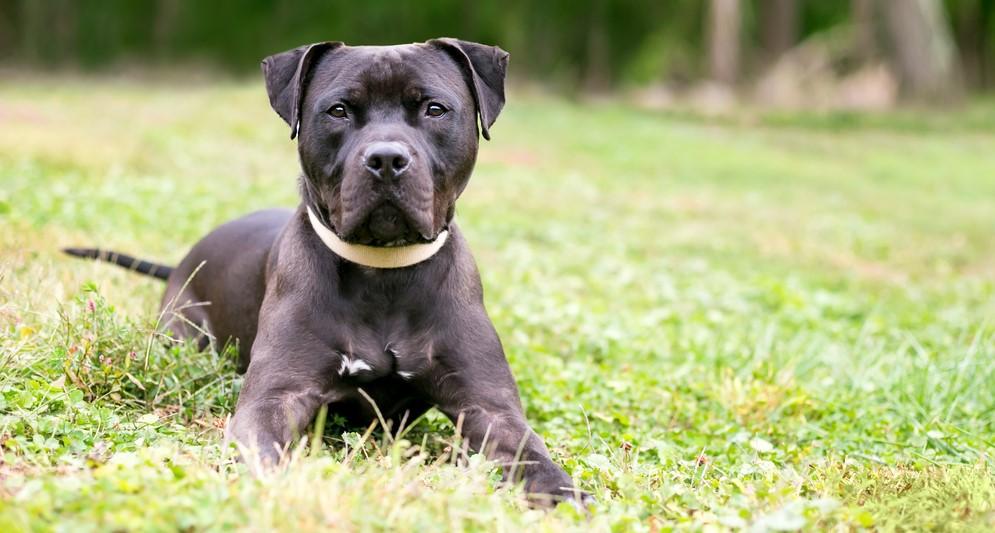 У питбулей более доминантный характер, чем у амстаффа