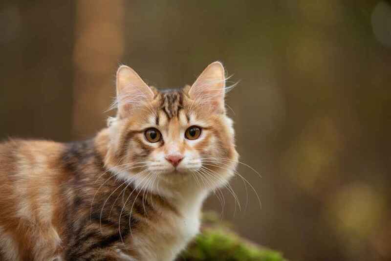 Вес курильского бобтейла увеличивается до 2-3 лет