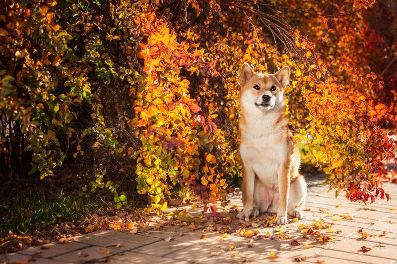 Породы собак, которые улыбаются: сиба-ину Породы собак, которые улыбаются: сиба-ину