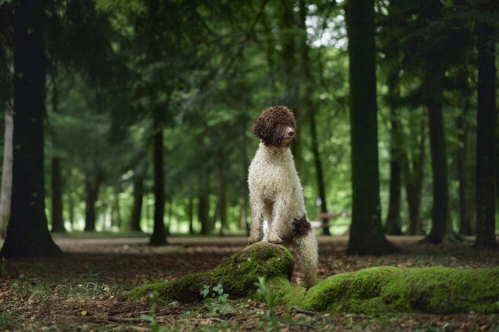 Лаготто миролюбивы по отношению к другим животным
