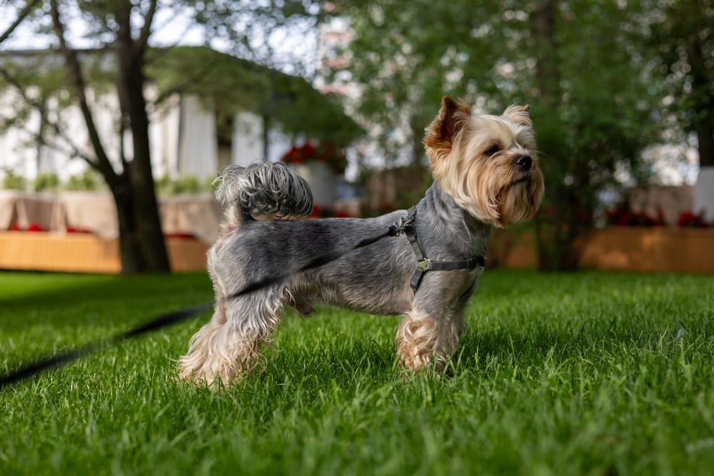 Нужно следить, сколько весит взрослеющий йоркширский терьер