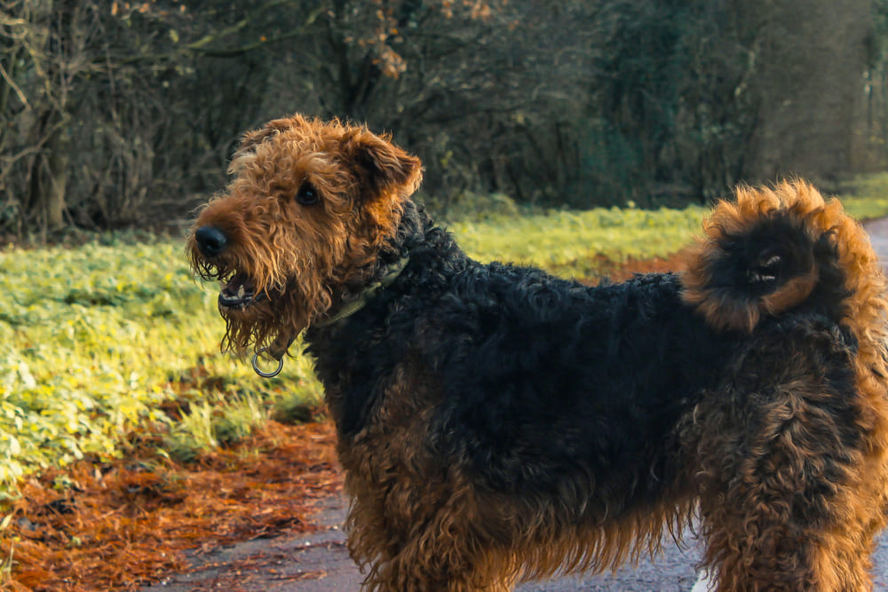 Рацион влияет на то, сколько весит эрдельтерьер